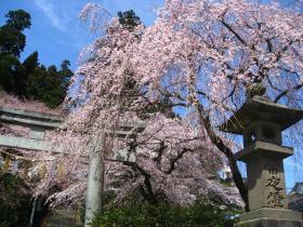 大崎八幡宮の桜