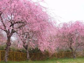ひより台の公園の桜